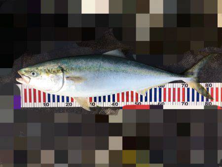 ギリギリブリサイズ⁉️