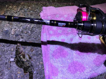 新しく購入した竿試す