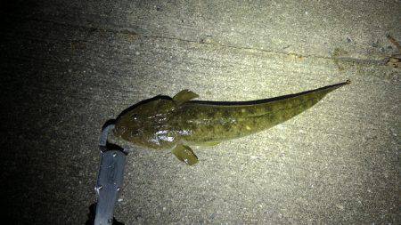 本命に出逢えず…