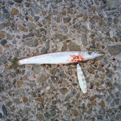 元気なツバス3匹！