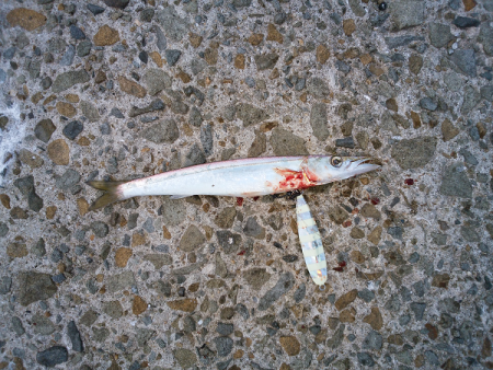 元気なツバス3匹！