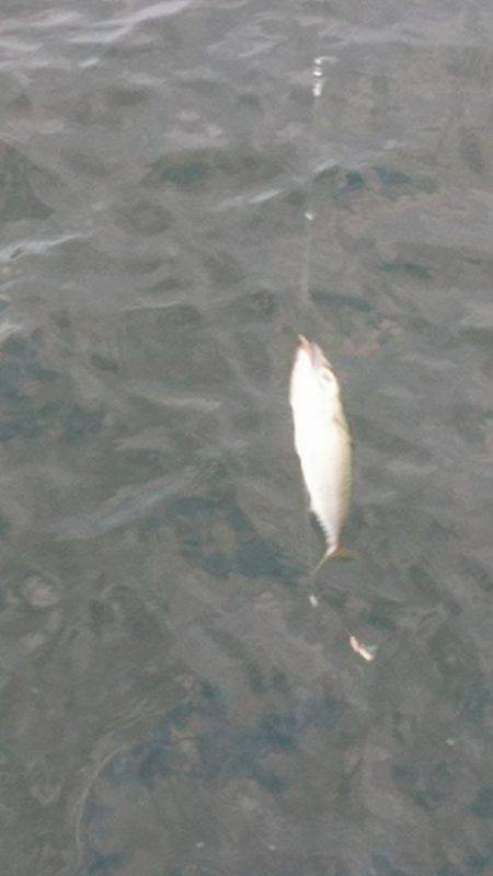 本命は釣れず！