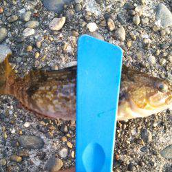 チビ根魚だけ･･･