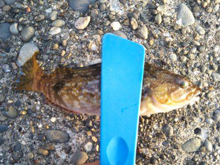 チビ根魚だけ･･･