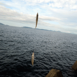 姫路キス(2017-5)