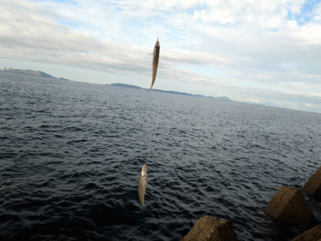 姫路キス(2017-5)