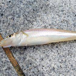 しぶめでした。