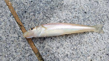 しぶめでした。