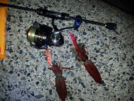 久しぶりにケンサキイカ