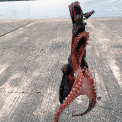 播磨新島タコ(2017-4)