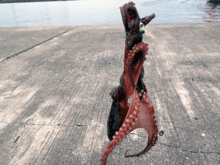 播磨新島タコ(2017-4)