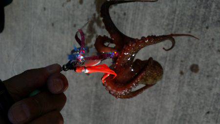 タコにハズレ無し