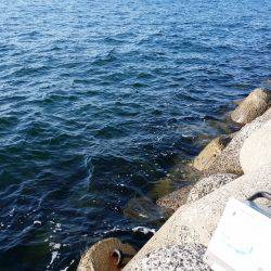 太刀魚シーズンインです