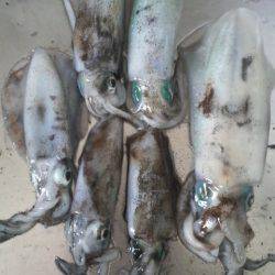 チビアオリと戯れて