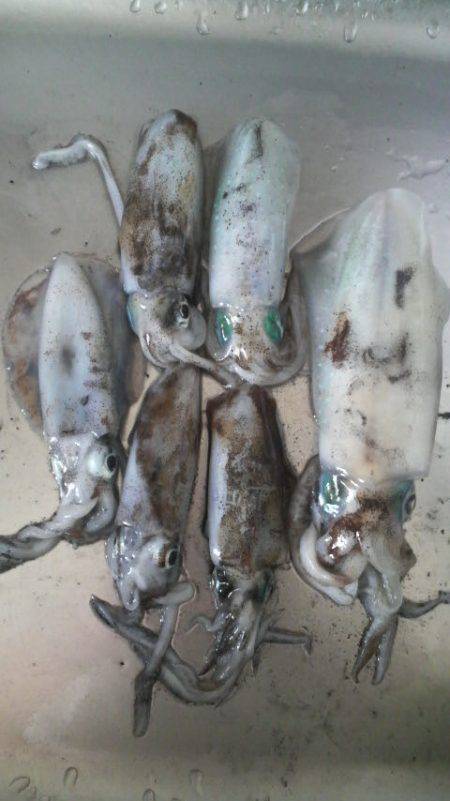 チビアオリと戯れて