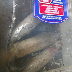 好調のはずのケンサキイカ