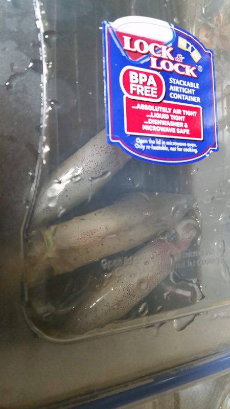 好調のはずのケンサキイカ