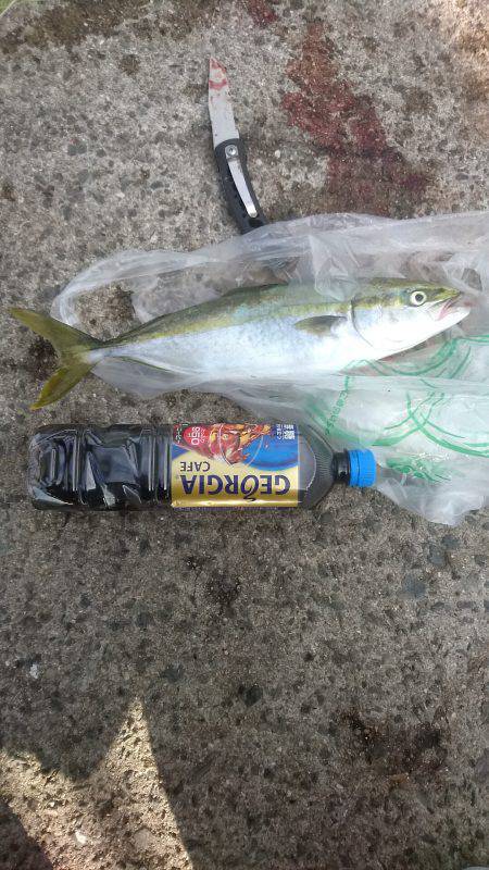 ツバス！？ハマチ！