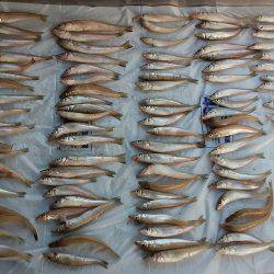 チョイ投げ釣りでキス快釣♪