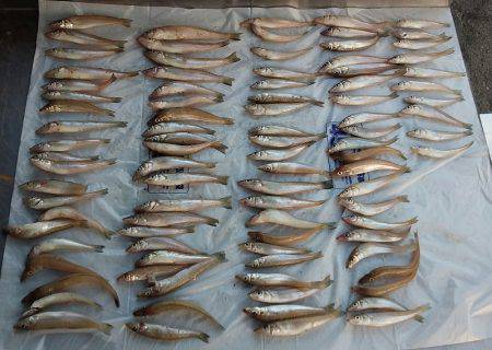 チョイ投げ釣りでキス快釣♪