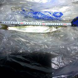 カマス君ケンサキさん