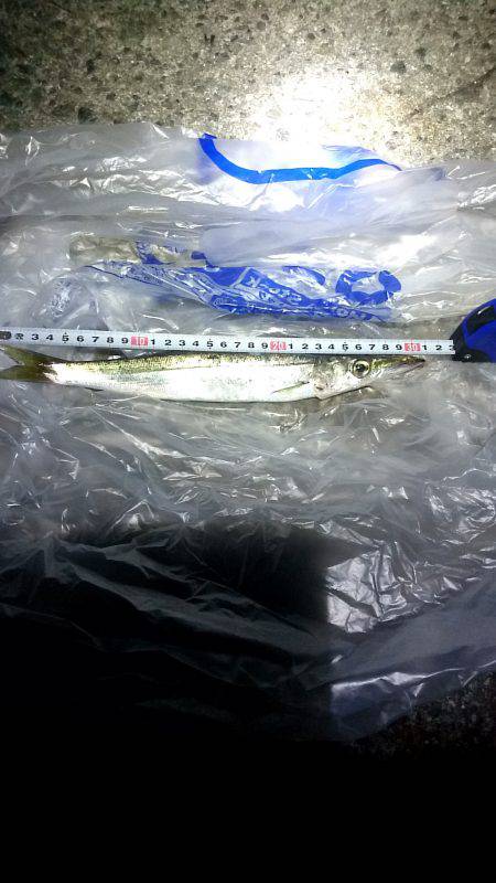 カマス君ケンサキさん