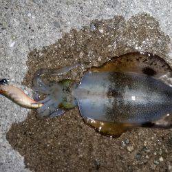 ケンサキサイズアップ