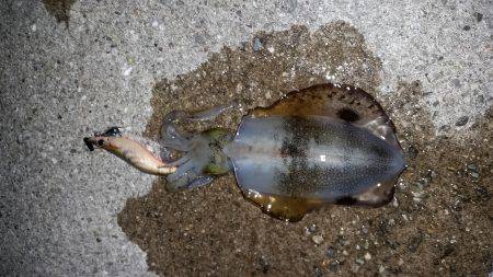 ケンサキサイズアップ