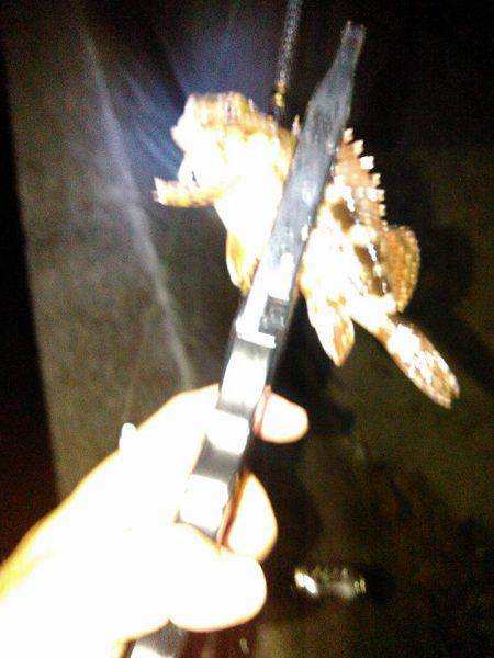 メバルにガシラ