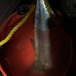 イカはどこに？