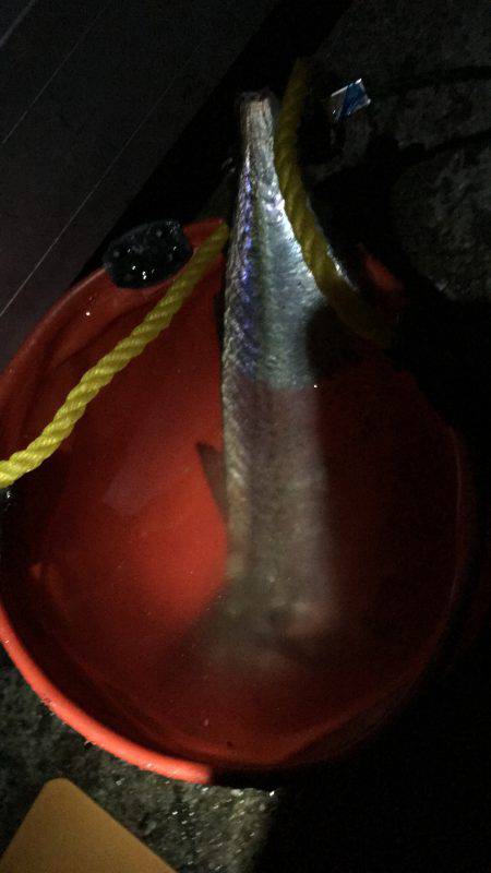 イカはどこに？