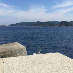 シイラは外れ年