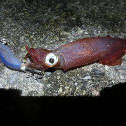 剣先イカ 絶好調‼