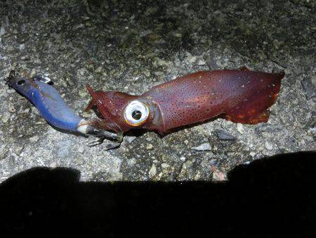 剣先イカ 絶好調‼