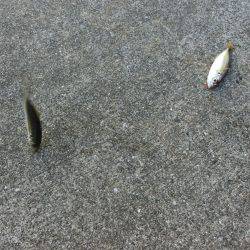 小アジの唐揚げが食べたーいっ‼