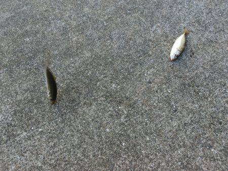 小アジの唐揚げが食べたーいっ‼