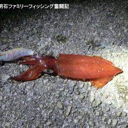 アオリイカ 来たーっ‼