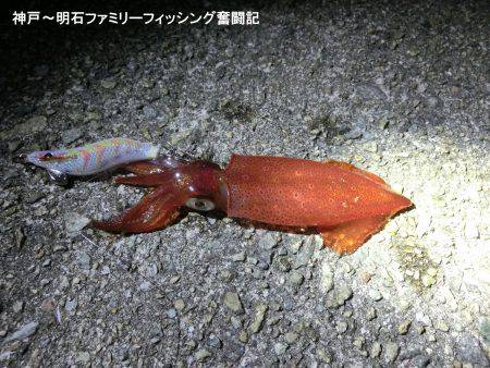 アオリイカ 来たーっ‼