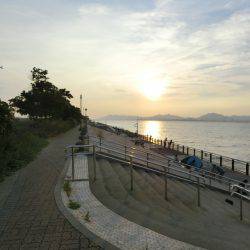 小アジが戻って来た