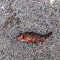 大潮なのに釣果は残念でした。