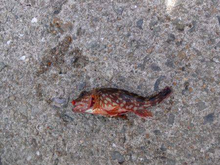 大潮なのに釣果は残念でした。