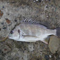 お盆明け何とかキビレ茅渟ゲット出来ました。