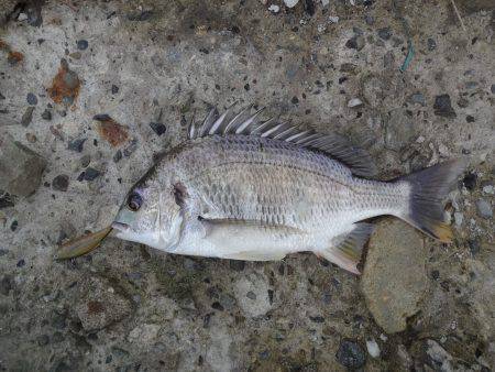 お盆明け何とかキビレ茅渟ゲット出来ました。…