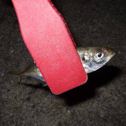 今シーズン初アジ！