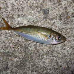 アジは気まぐれ