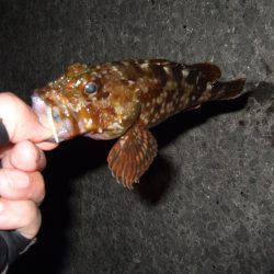 台風後は魚種多彩！？