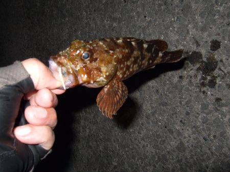 台風後は魚種多彩！？