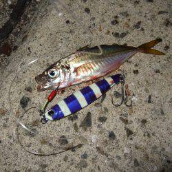 ジギングサビキ初挑戦