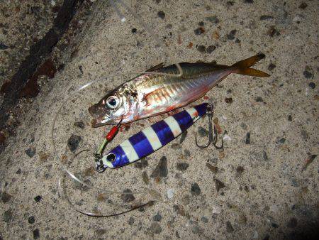 ジギングサビキ初挑戦