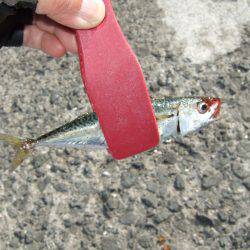 アジング好調キープ